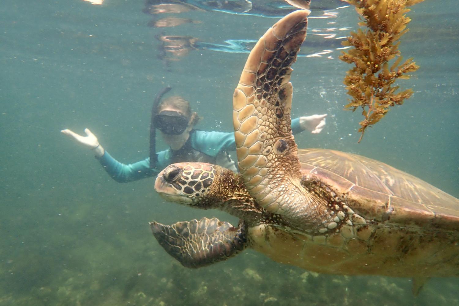 一名<a href='http://l3.ikoai.com'>全球十大赌钱排行app</a>学生在Galápagos群岛游学途中与一只巨龟游泳.